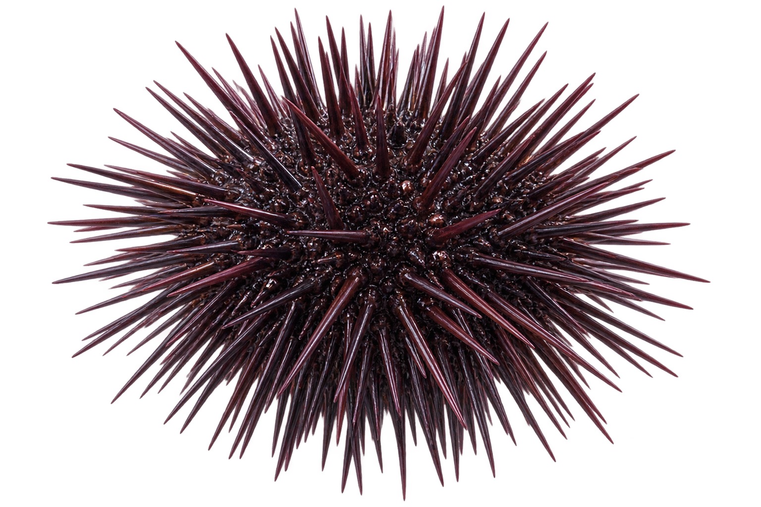 Mediterranean sea urchin Riccio di Mare ingredient icon