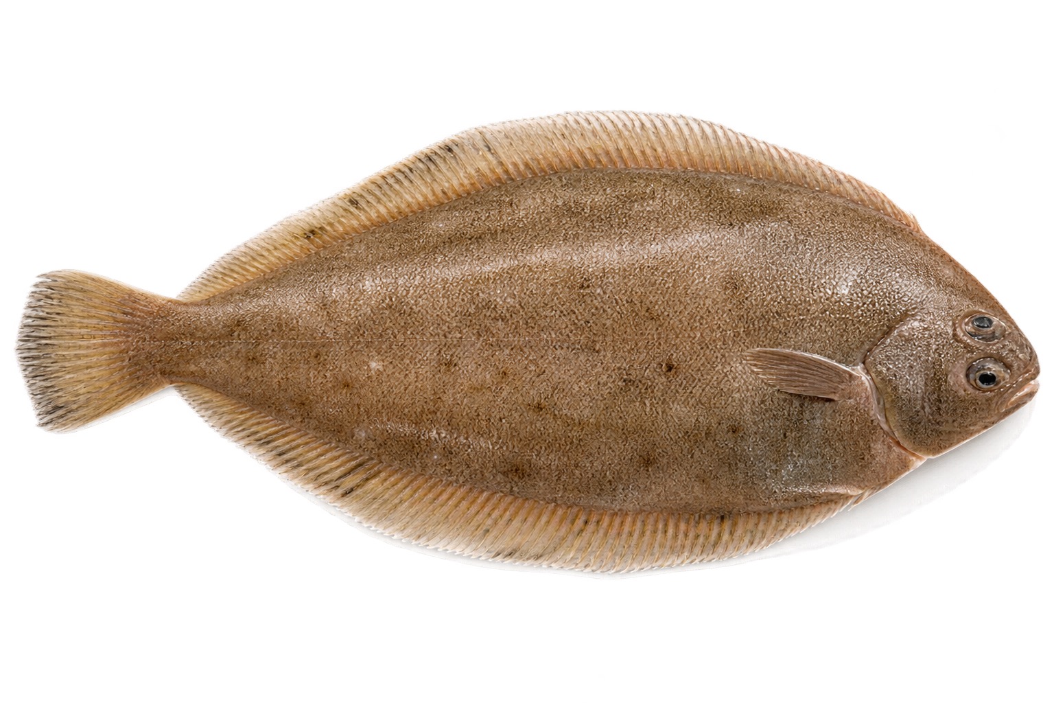 Dover Sole Sogliola ingredient icon