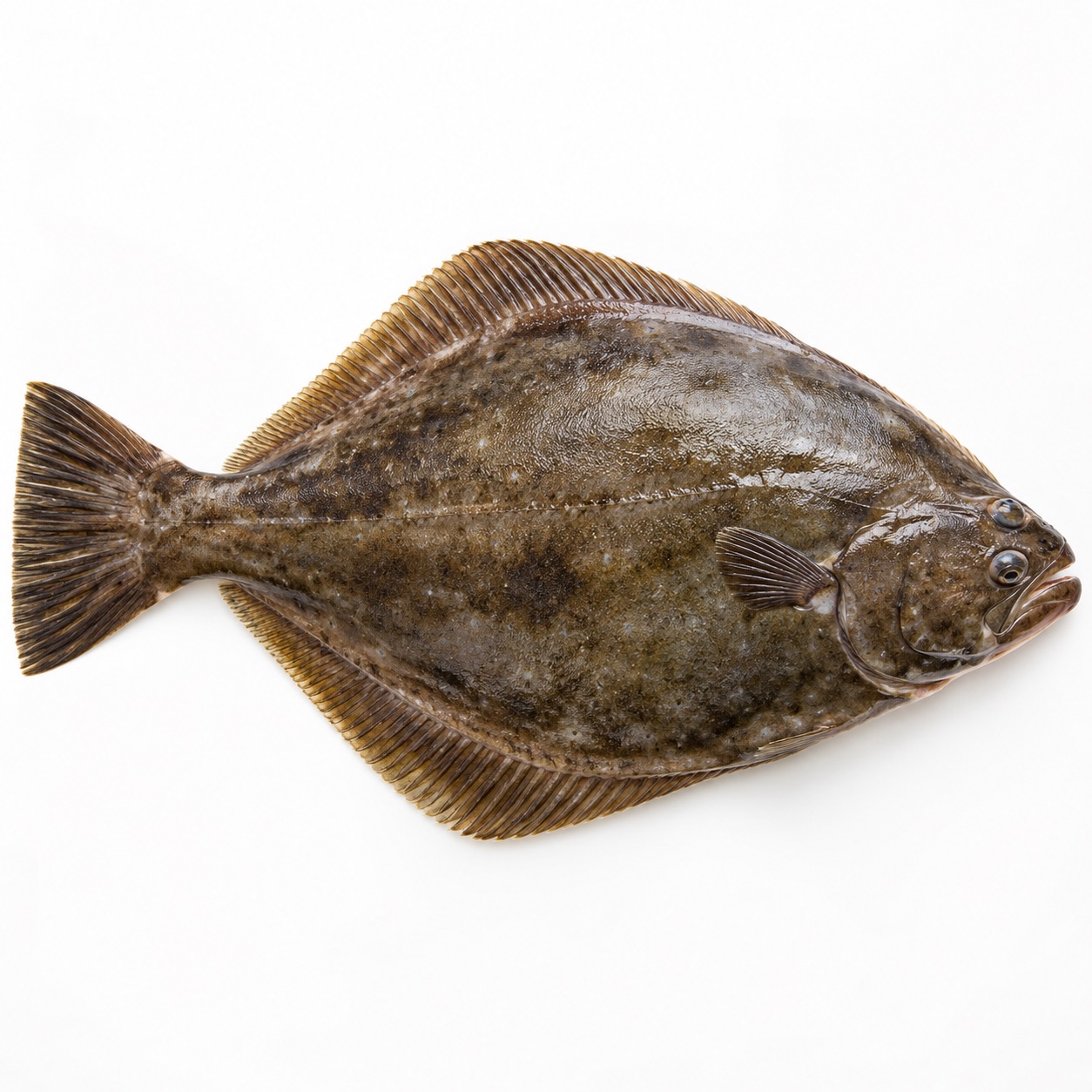 Halibut Ippoglosso ingredient icon
