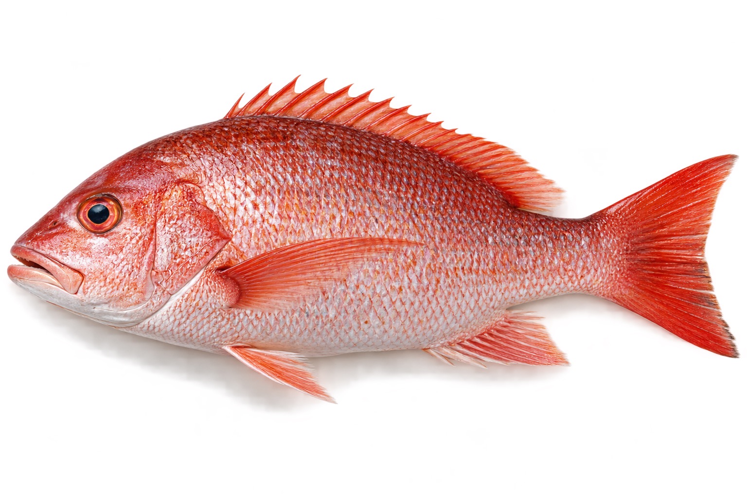 Red Snapper Lutjanus campechanus ingredient icon
