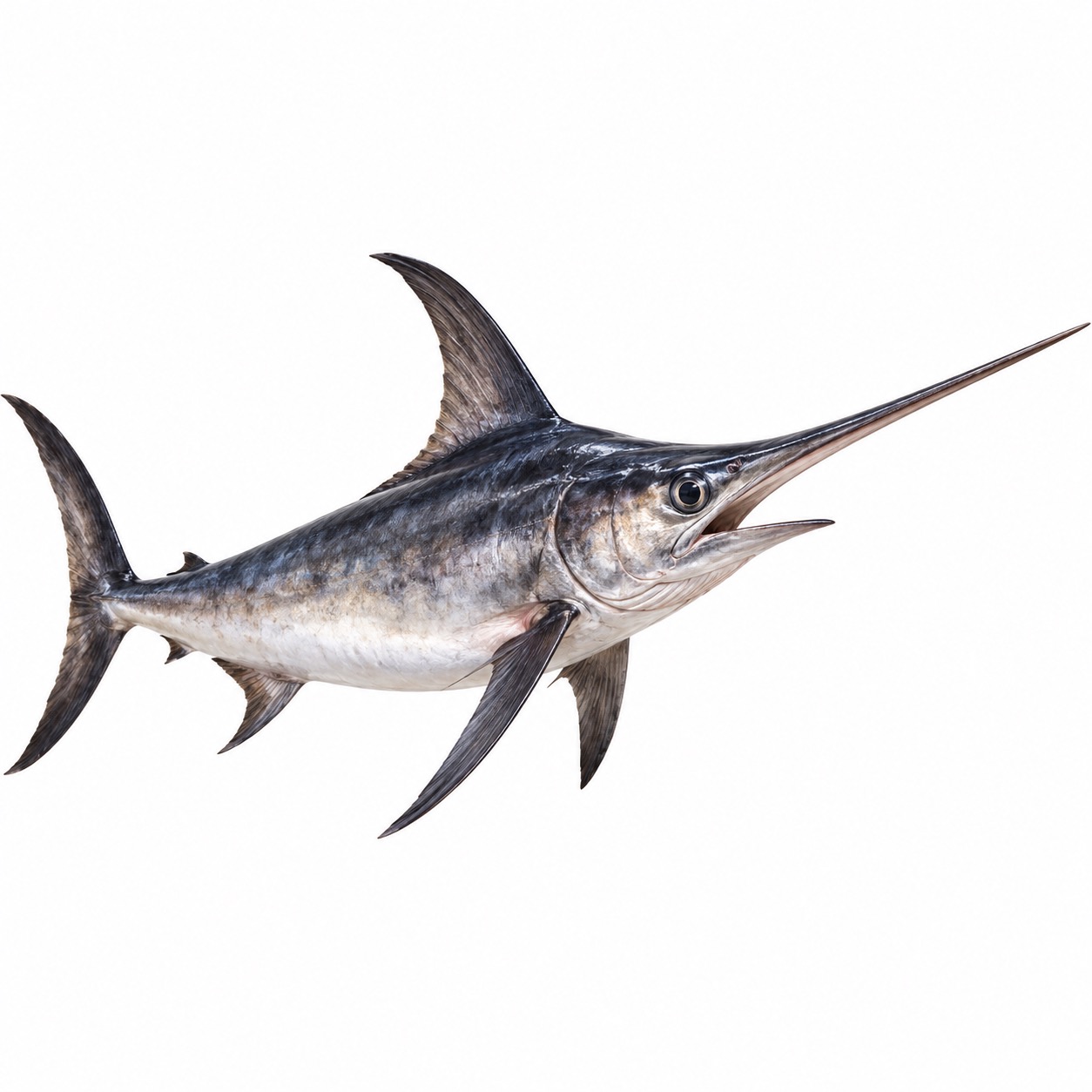 Swordfish Pesce Spada ingredient icon