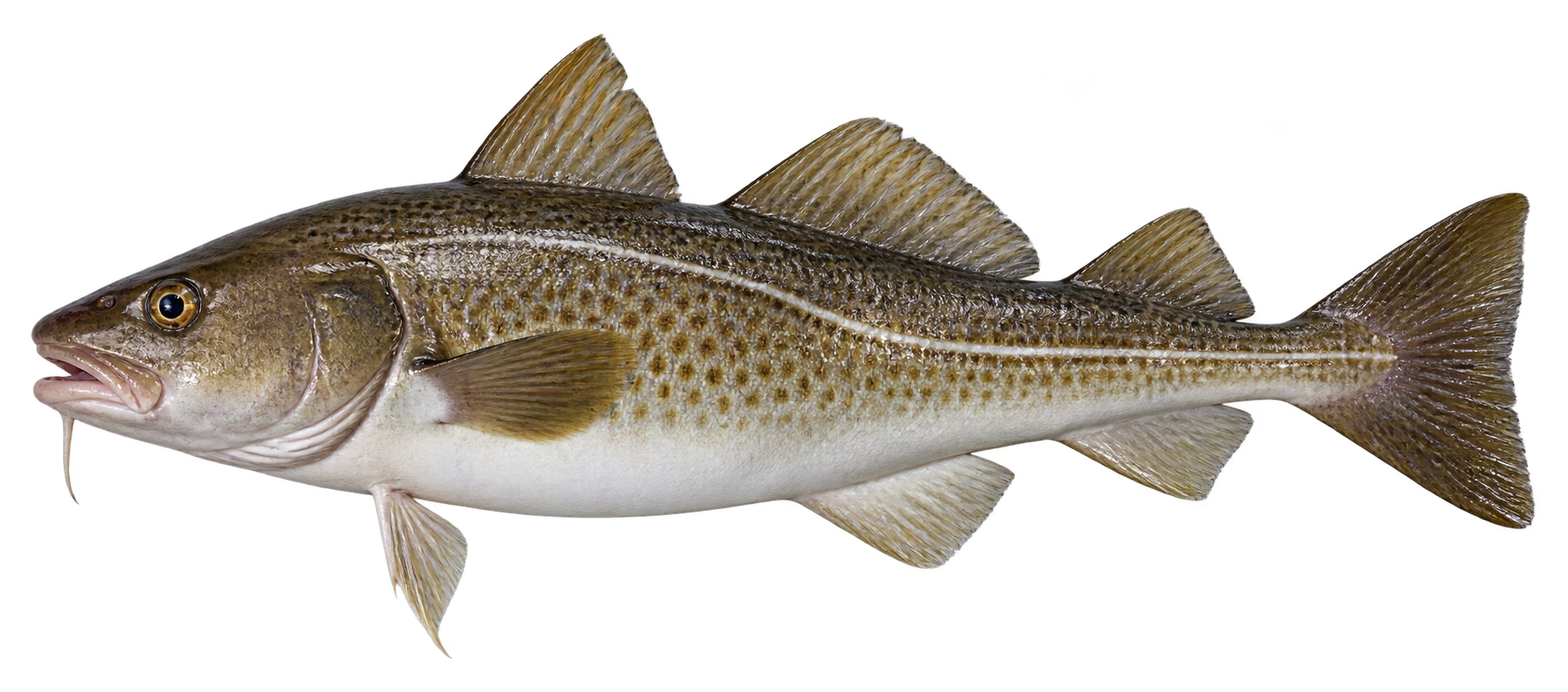 Cod ingredient icon