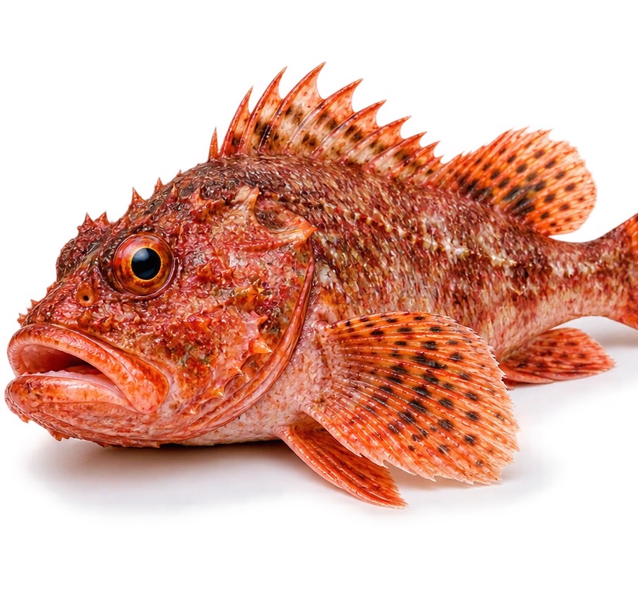 Scorfano red scorpionfish Scorpaena scrofa whole fish ingredient graphic