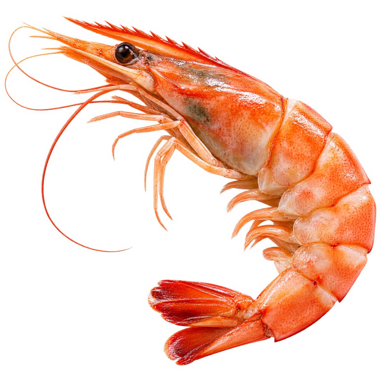 Tiger Shrimp 31/40 ingredient icon