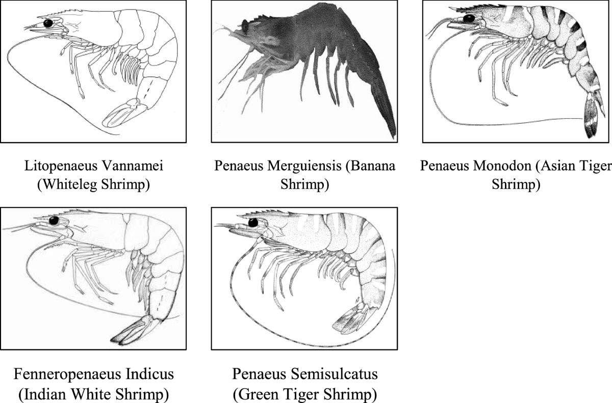 Tuscany Cuisine shrimp culinary educational illustration