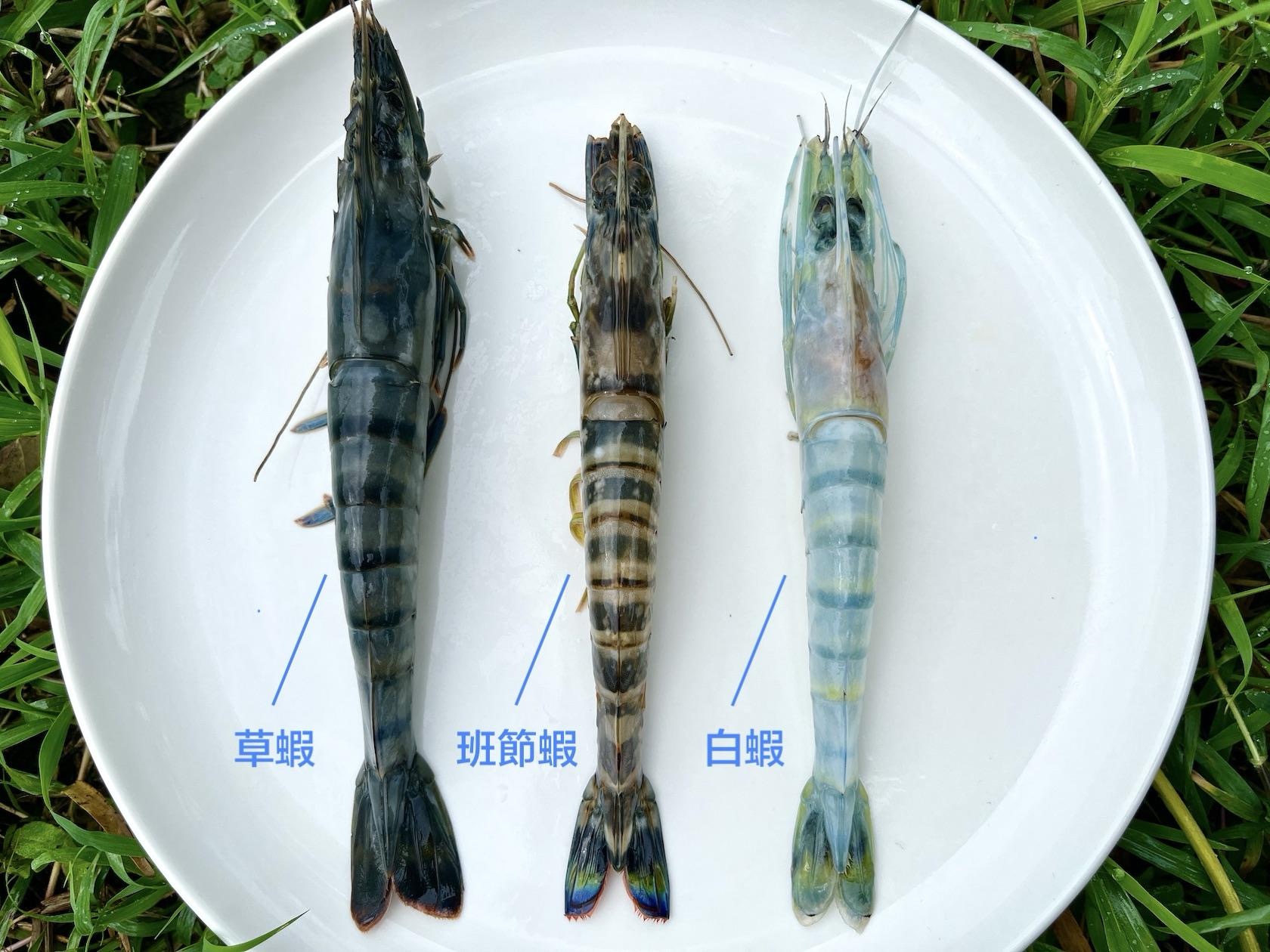 Tuscany Cuisine shrimp educational illustration