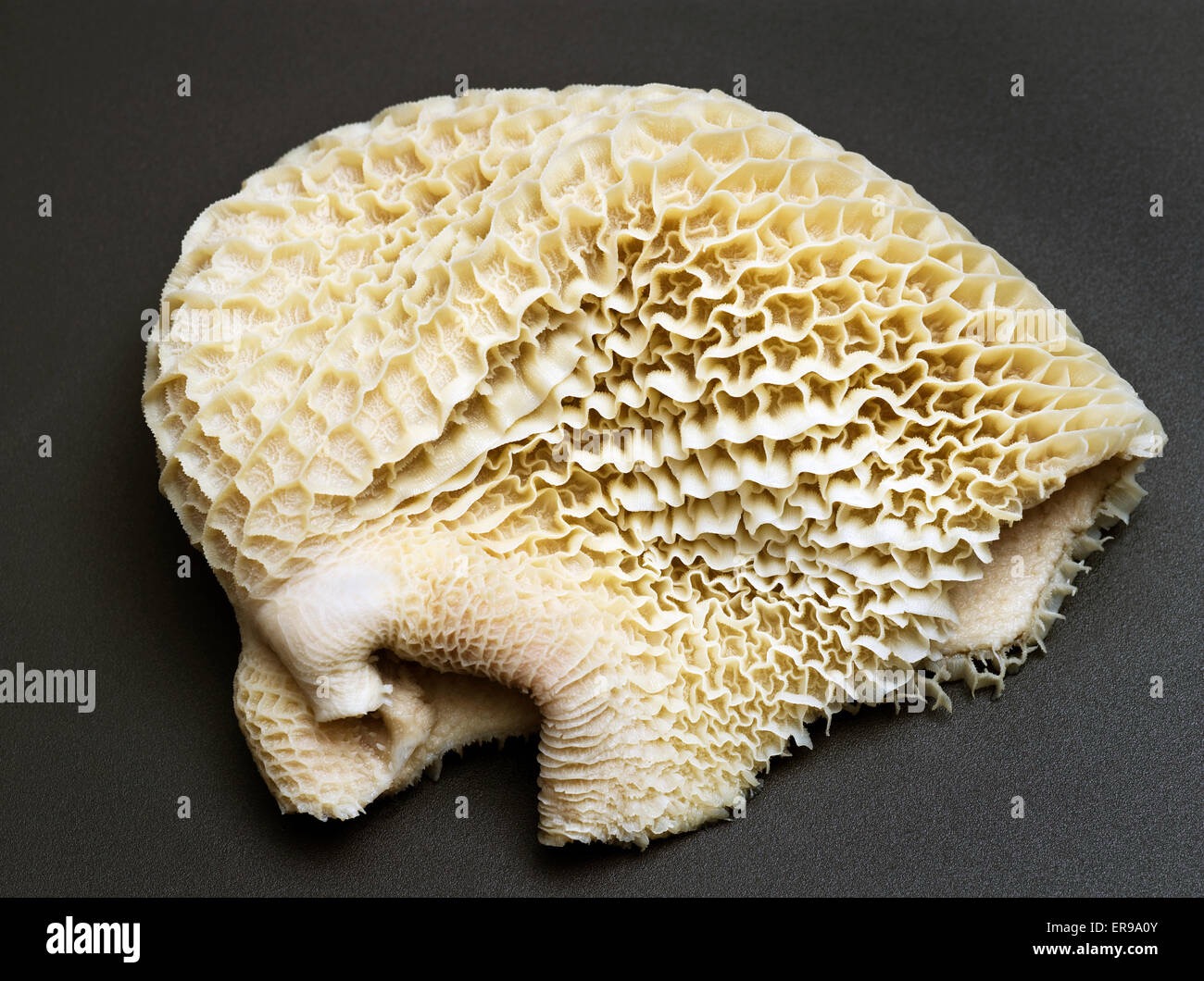Beef Tripe · Honeycomb ingredient icon