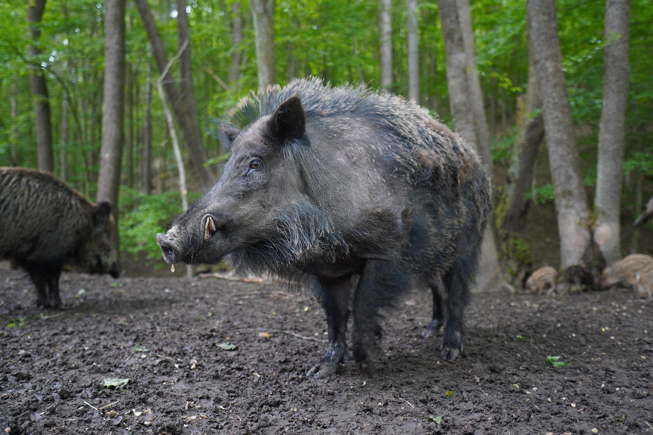 Wild Boar Cinghiale culinary game meat foundation icon