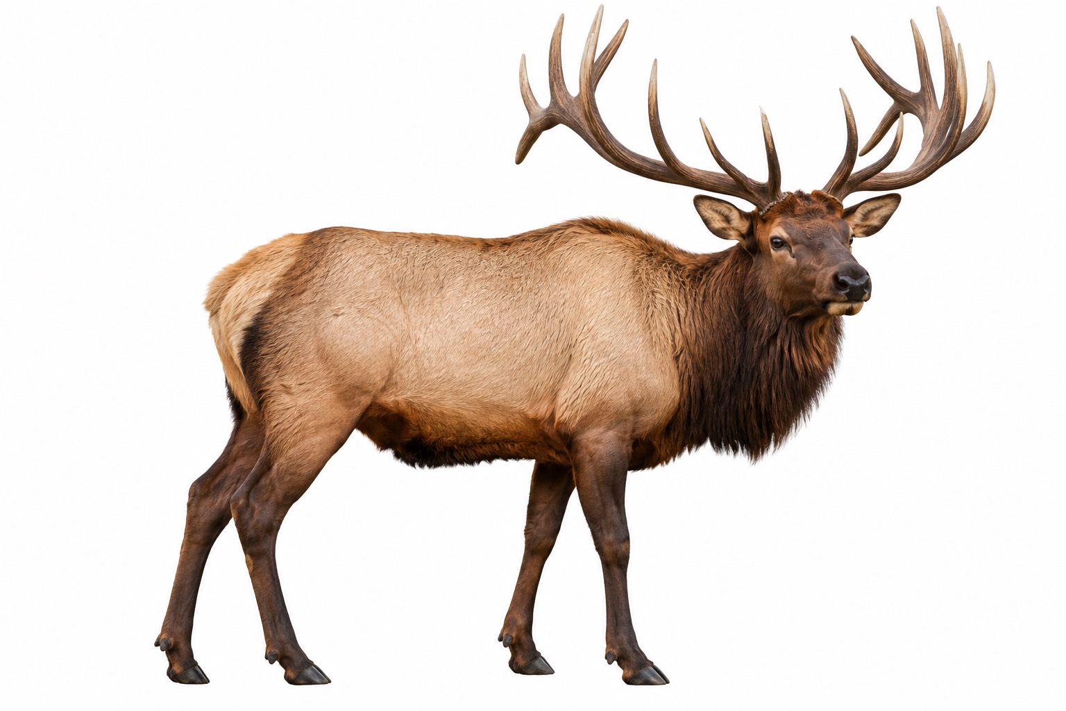 Elk animal hero image for Tuscany Cuisine culinary foundations elk guide
