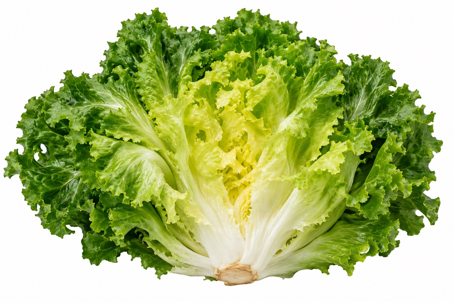 Escarole ingredient icon