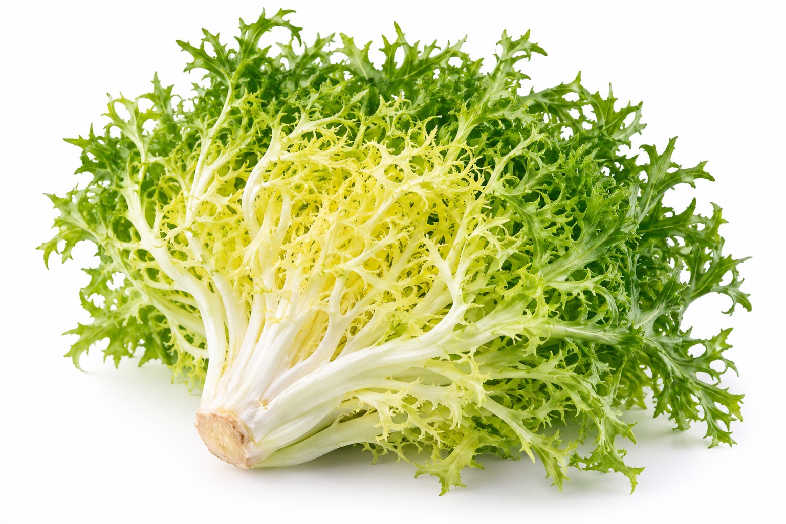 Frisée / Curly Endive ingredient icon