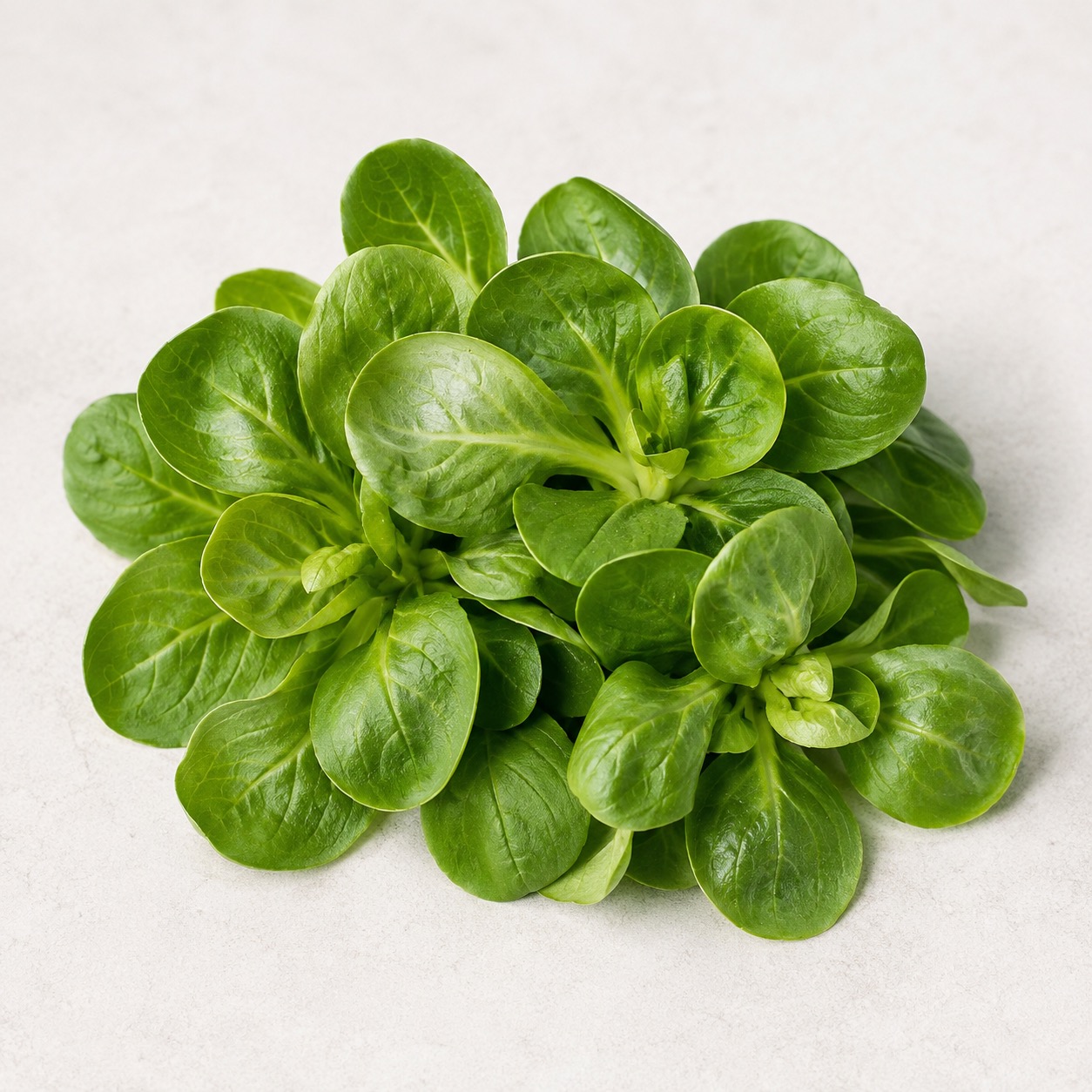 Mâche / Lamb’s Lettuce ingredient icon