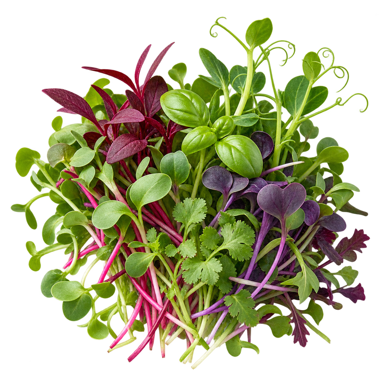 Mixed microgreens ingredient icon