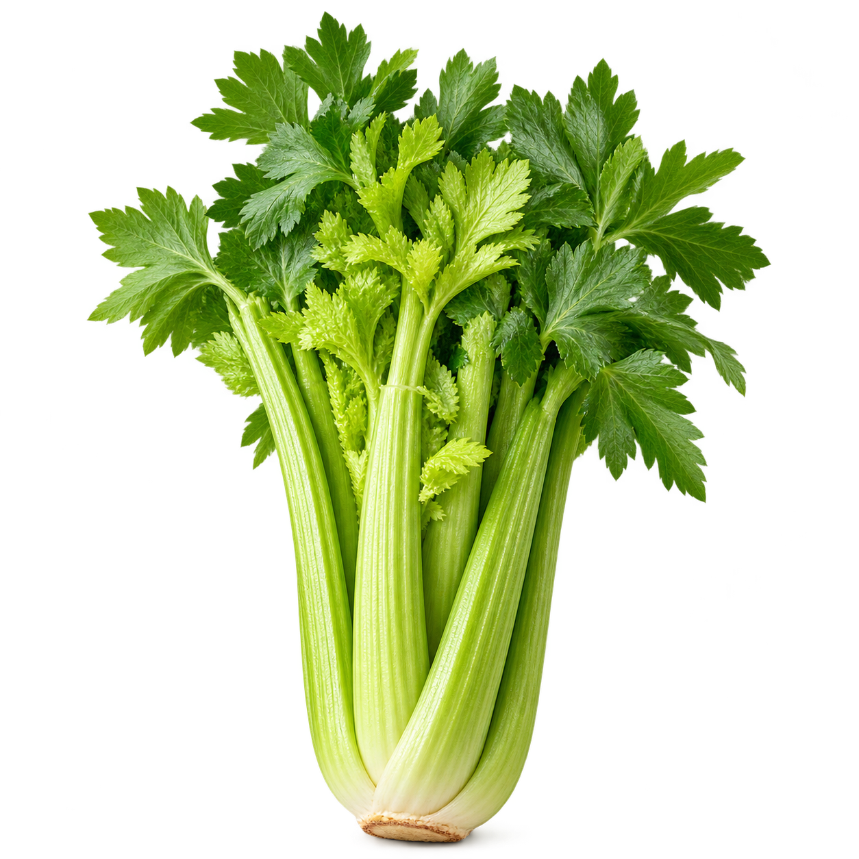 Celery ingredient icon