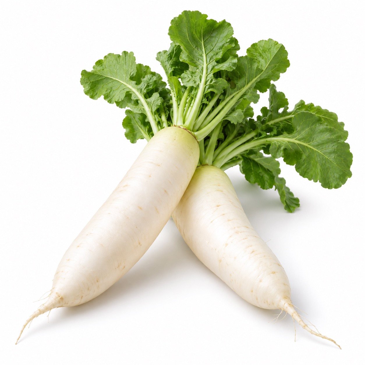 Daikon Root ingredient icon