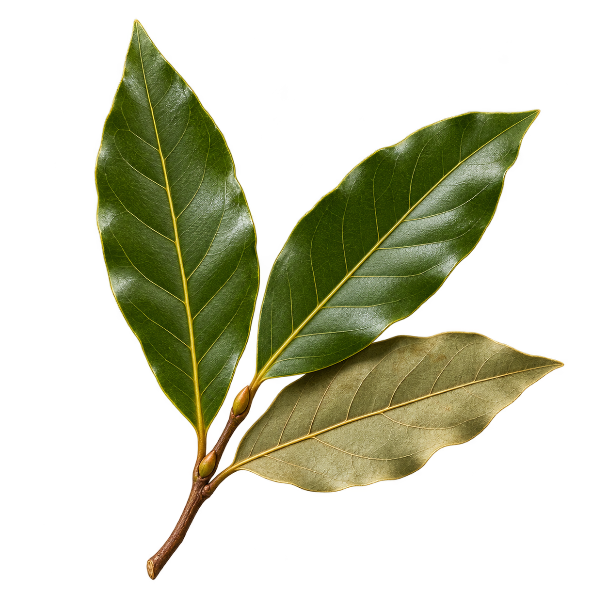 Bay leaves icon