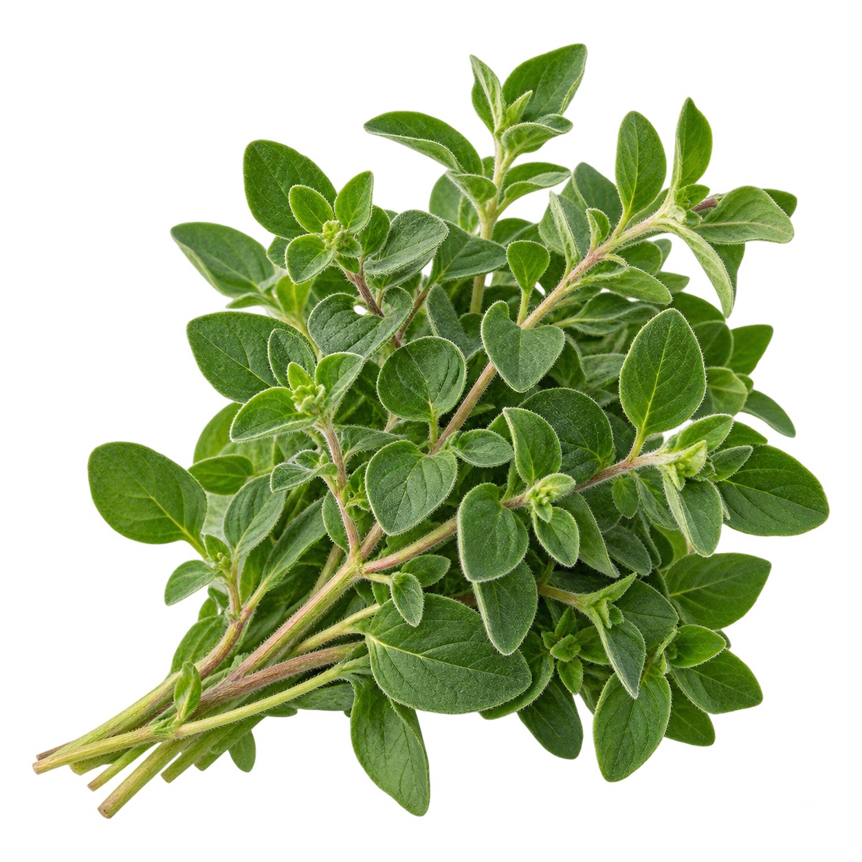 Oregano ingredient icon