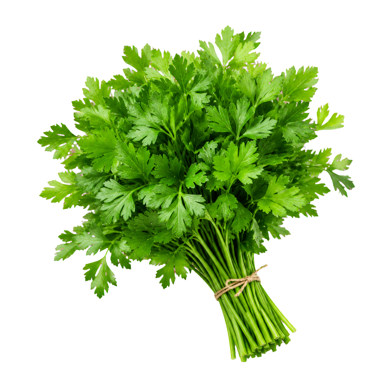 Italian Flat-Leaf Parsley ingredient icon