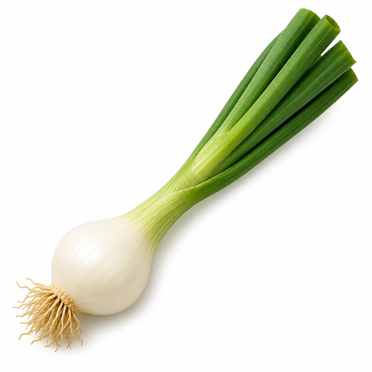 Spring onion with developed bulb ingredient icon