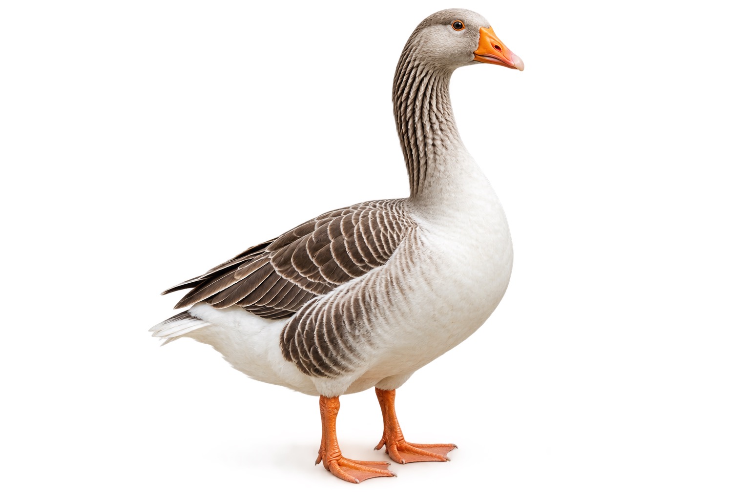 Duck Fat ingredient guide graphic