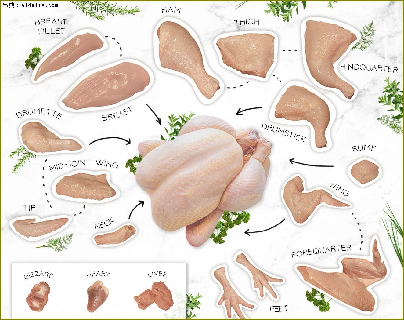Chicken cuts educational illustration showing the main chicken parts