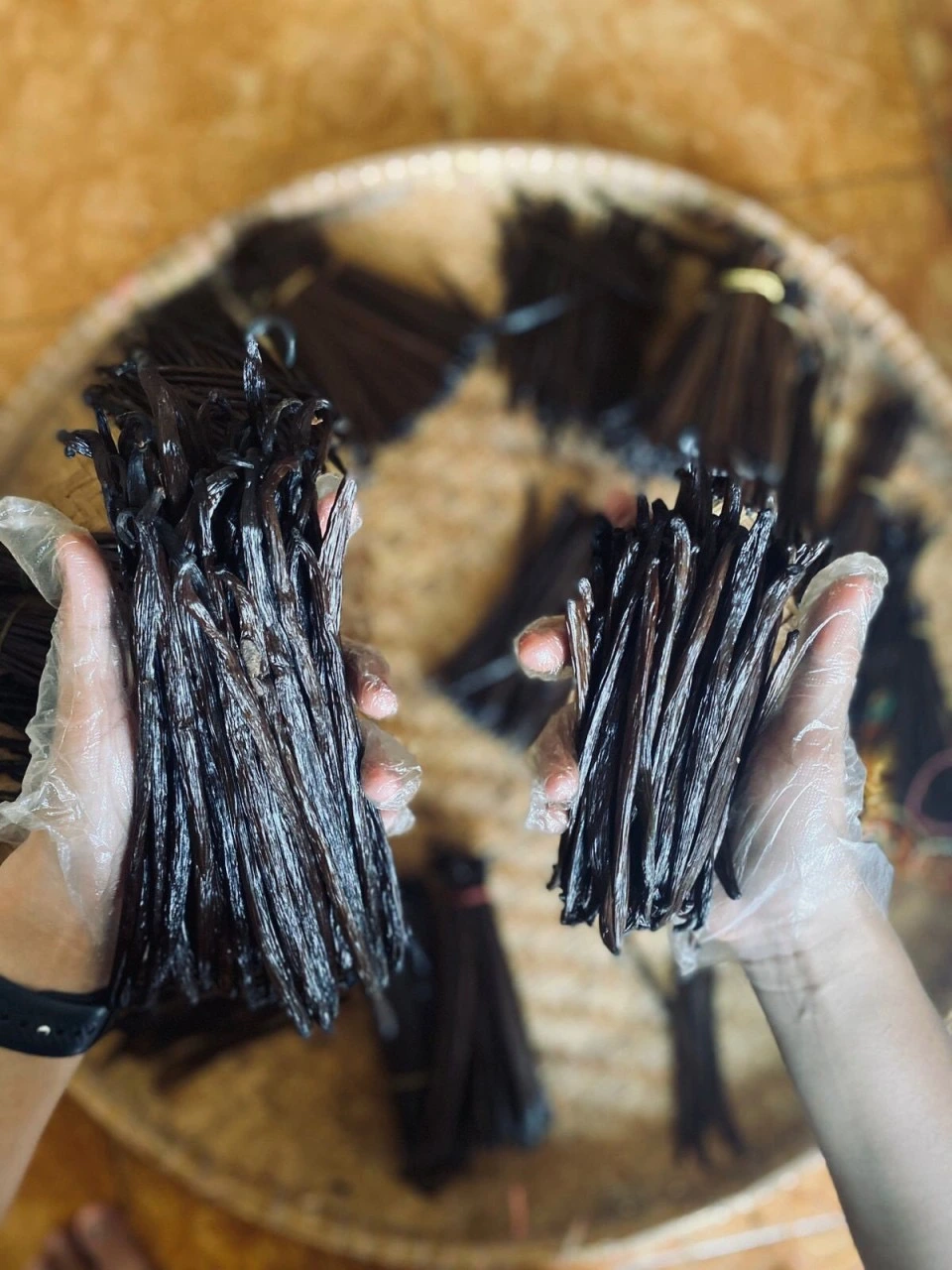 Harvest and processing
